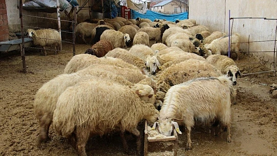 Kış günü doğan kuzulara soba kenarında bakılıyor, bebek gibi özen gösteriliyor