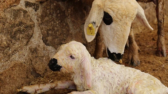 Kış günü doğan kuzulara soba kenarında bakılıyor, bebek gibi özen gösteriliyor