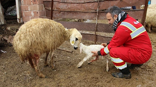 Kış günü doğan kuzulara soba kenarında bakılıyor, bebek gibi özen gösteriliyor