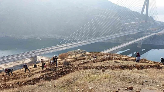 Kömürhan Köprüsünün iki yakasına 55 bin adet fidan dikilecek