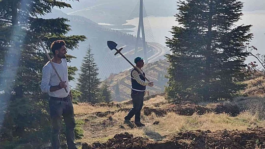 Kömürhan Köprüsünün iki yakasına 55 bin adet fidan dikilecek
