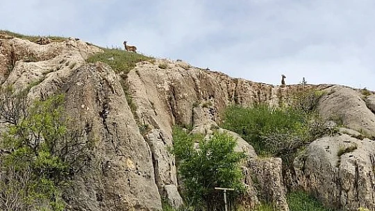 Koruma altındaki dağ keçileri Harput'ta görüntülendi