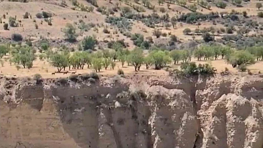 Koruma altındaki dağ keçileri sürü halinde görüntülendi