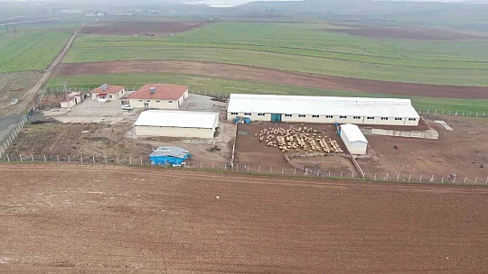 Köye yerleşen 3 çocuk annesi kadın devletten aldığı destekle çiftlik kurdu
