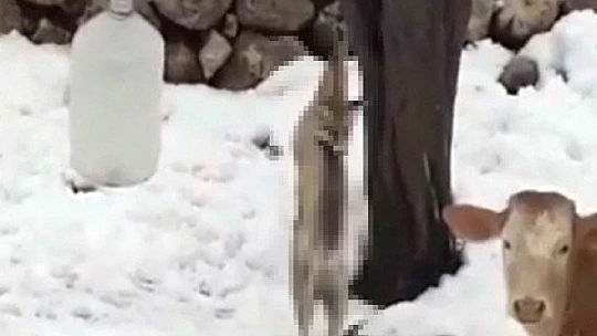 Kümese giren tilkiyi öldürüp ağaca astı