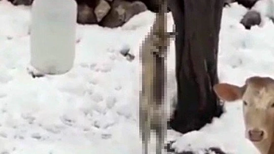 Kümese giren tilkiyi öldürüp ağaca astı