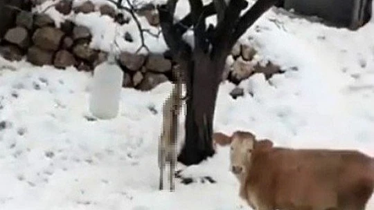 Kümese giren tilkiyi öldürüp ağaca astı