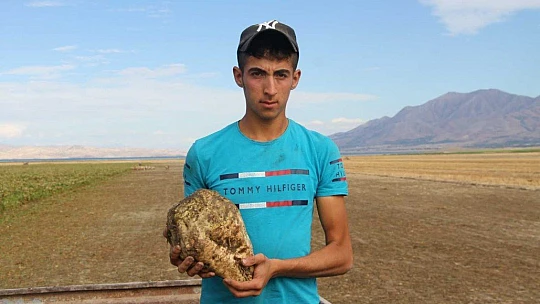 Kuraklık nedeni ile baraj gölünde sular çekildi, çiftçiler bölgeye şeker pancarı ekti
