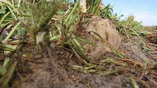 Kuraklık nedeni ile baraj gölünde sular çekildi, çiftçiler bölgeye şeker pancarı ekti