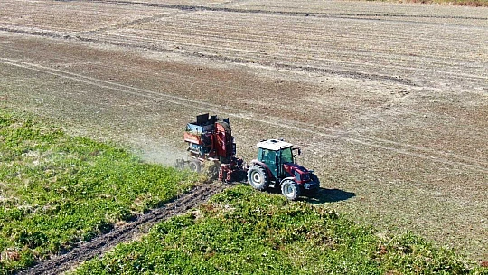 Kuraklık nedeni ile baraj gölünde sular çekildi, çiftçiler bölgeye şeker pancarı ekti