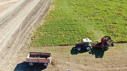 Kuraklık nedeni ile baraj gölünde sular çekildi, çiftçiler bölgeye şeker pancarı ekti