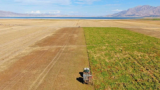 Kuraklık nedeni ile baraj gölünde sular çekildi, çiftçiler bölgeye şeker pancarı ekti
