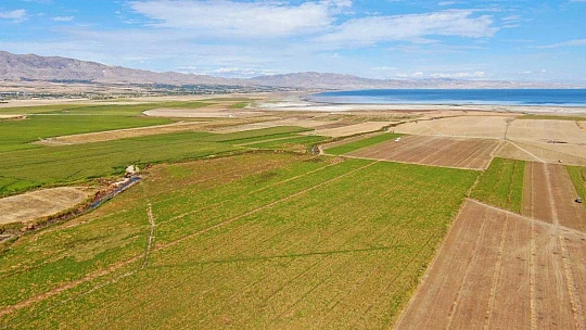 Kuraklık nedeni ile baraj gölünde sular çekildi, çiftçiler bölgeye şeker pancarı ekti