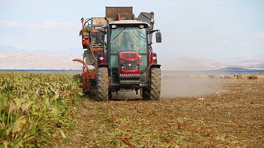 Kuraklık nedeni ile baraj gölünde sular çekildi, çiftçiler bölgeye şeker pancarı ekti