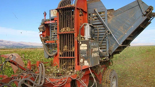 Kuraklık nedeni ile baraj gölünde sular çekildi, çiftçiler bölgeye şeker pancarı ekti