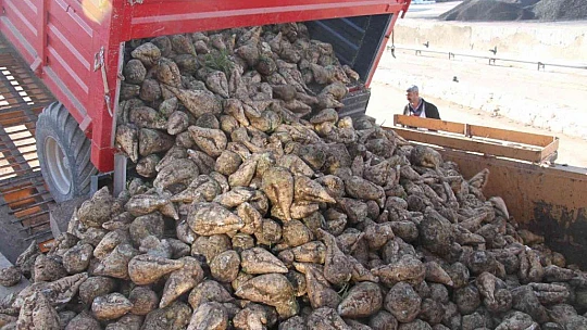 Kuraklık şeker pancarını da vurdu, üretim yüzde 8 azaldı