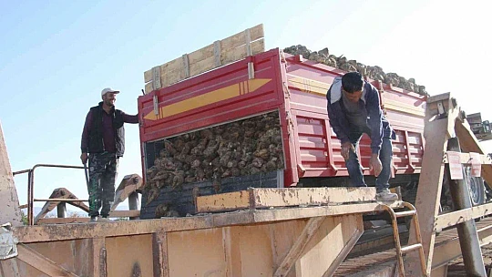 Kuraklık şeker pancarını da vurdu, üretim yüzde 8 azaldı