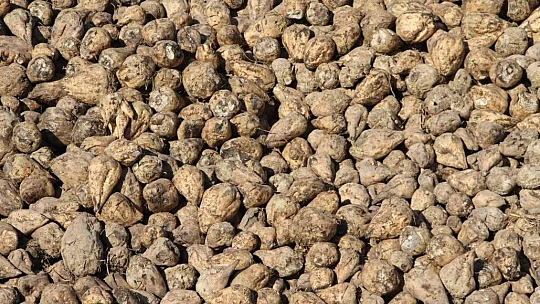 Kuraklık şeker pancarını da vurdu, üretim yüzde 8 azaldı