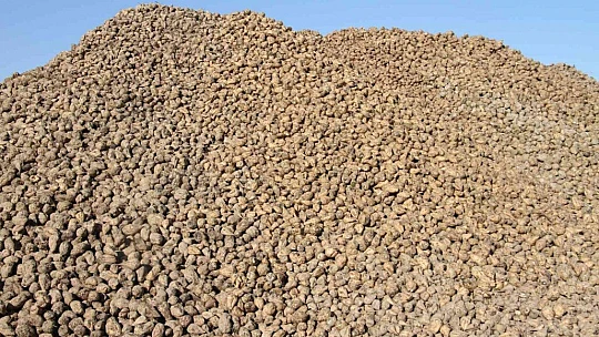 Kuraklık şeker pancarını da vurdu, üretim yüzde 8 azaldı