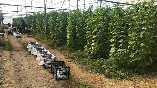 Kuraklık seracıları da vurdu, rekoltede yüzde 40 kayıp var