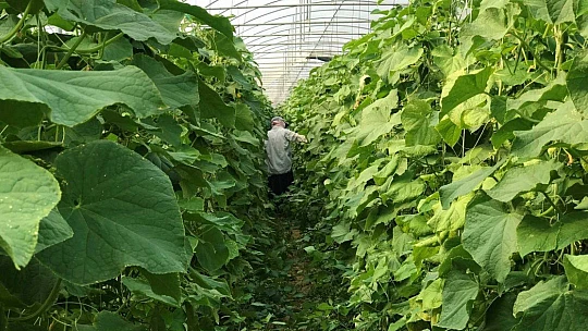 Kuraklık seracıları da vurdu, rekoltede yüzde 40 kayıp var