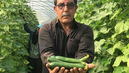 Kuraklık seracıları da vurdu, rekoltede yüzde 40 kayıp var