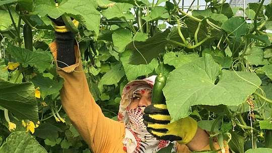 Kuraklık seracıları da vurdu, rekoltede yüzde 40 kayıp var