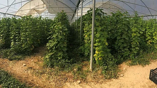 Kuraklık seracıları da vurdu, rekoltede yüzde 40 kayıp var