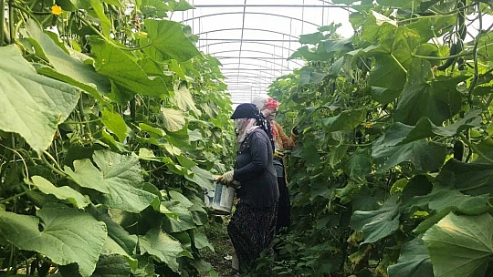 Kuraklık seracıları da vurdu, rekoltede yüzde 40 kayıp var