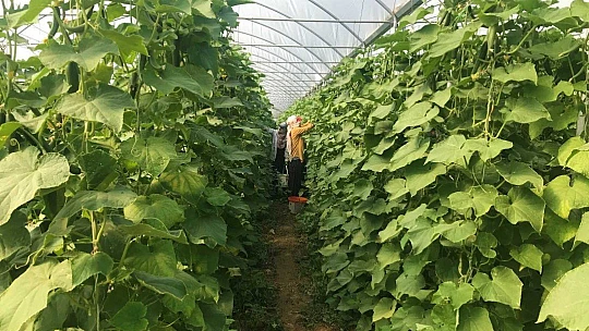 Kuraklık seracıları da vurdu, rekoltede yüzde 40 kayıp var