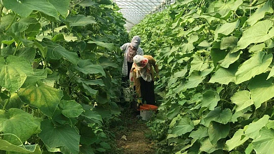 Kuraklık seracıları da vurdu, rekoltede yüzde 40 kayıp var