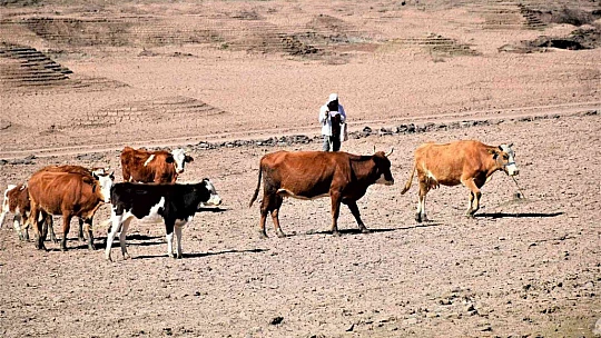 Kuraklık vurdu, baraj çöle döndü