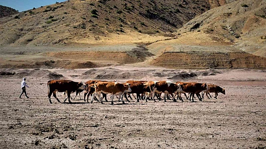 Kuraklık vurdu, baraj çöle döndü