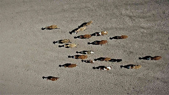 Kuraklık vurdu, baraj çöle döndü