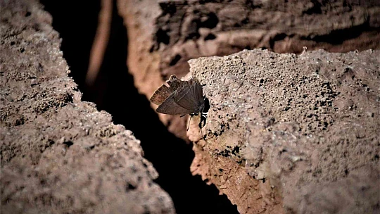 Kuraklık vurdu, baraj çöle döndü