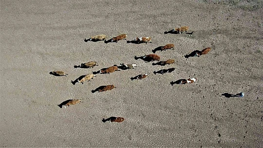 Kuraklık vurdu, baraj çöle döndü