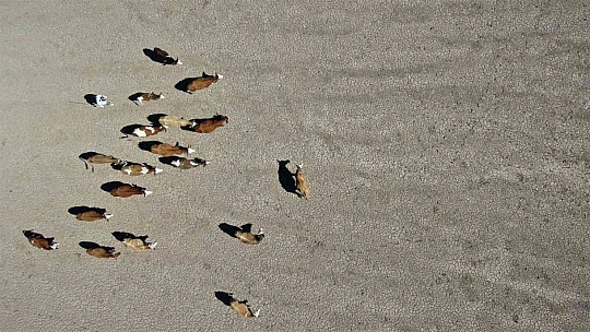 Kuraklık vurdu, baraj çöle döndü