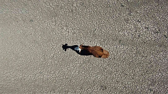 Kuraklık vurdu, baraj çöle döndü