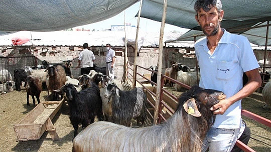 Kurban Pazarında 3'üncü gün yoğunluğu