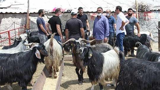 Kurban Pazarında 3'üncü gün yoğunluğu