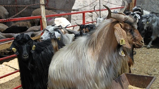 Kurban Pazarında 3'üncü gün yoğunluğu