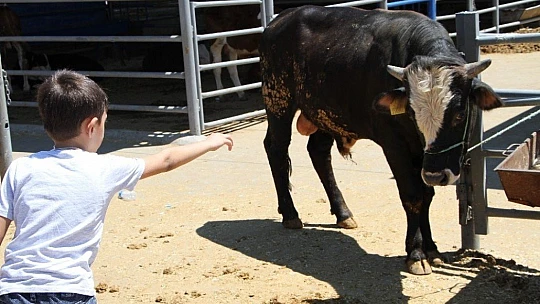Kurban Pazarında 3'üncü gün yoğunluğu