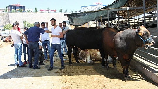 Kurban Pazarında 3'üncü gün yoğunluğu