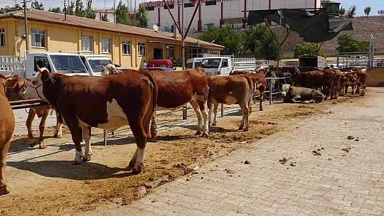 Kurban pazarında pazarlıklar kızıştı