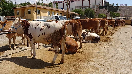 Kurban pazarında pazarlıklar kızıştı