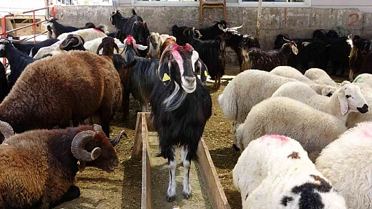 Kurban pazarında pazarlıklar kızıştı