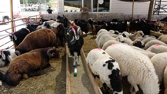 Kurban pazarında pazarlıklar kızıştı