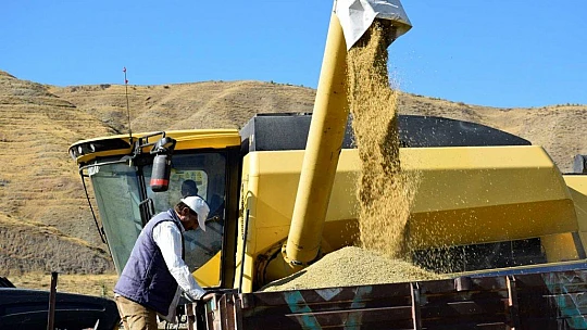 Kuruyan Murat Nehri'nde 150 gün suyun içinde yetişen pirinçte hasat zamanı