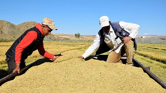 Kuruyan Murat Nehri'nde 150 gün suyun içinde yetişen pirinçte hasat zamanı