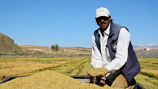 Kuruyan Murat Nehri'nde 150 gün suyun içinde yetişen pirinçte hasat zamanı